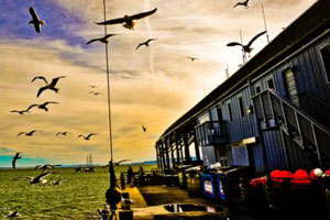 傻瓜式操作的在线手机号呼死你